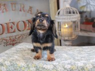 Miniature_Dachshund_3173