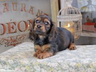 Miniature_Dachshund_3205