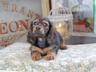 Miniature_Dachshund_3209