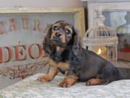 Miniature_Dachshund_3220