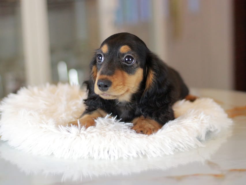 スィーティ&スカッシュの子犬 ブラックタン 女の子(1)ミニチュアダックスフンドMiniature_Dachshund_3398 ミニチュアダックスフンド スィーティ&スカッシュの子犬 ブラックタン 女の子(1)スィーティ&スカッシュの子犬 ブラックタン 女の子(1)ミニチュアダックスフンド