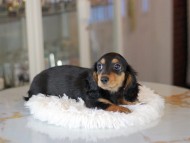 Miniature_Dachshund_3400 Miniature_Dachshund_3400