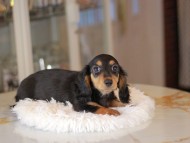 Miniature_Dachshund_3406