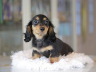 Miniature_Dachshund_3418 Miniature_Dachshund_3418