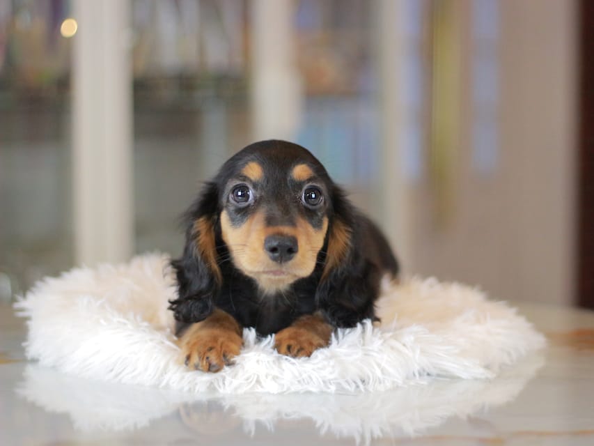 スィーティ&スカッシュの子犬 ブラックタン 女の子(1)ミニチュアダックスフンドMiniature_Dachshund_3424 ミニチュアダックスフンド スィーティ&スカッシュの子犬 ブラックタン 女の子(1)スィーティ&スカッシュの子犬 ブラックタン 女の子(1)ミニチュアダックスフンド