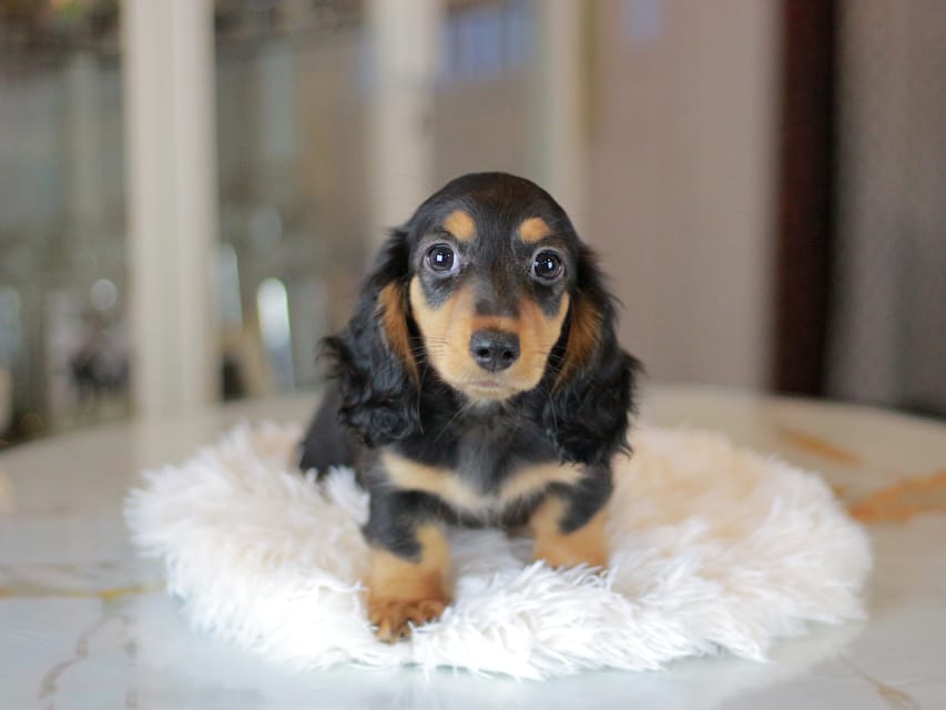 スィーティ&スカッシュの子犬 ブラックタン 女の子(1)ミニチュアダックスフンドMiniature_Dachshund_3433 ミニチュアダックスフンド スィーティ&スカッシュの子犬 ブラックタン 女の子(1)スィーティ&スカッシュの子犬 ブラックタン 女の子(1)ミニチュアダックスフンド