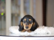 Miniature_Dachshund_3440 Miniature_Dachshund_3440