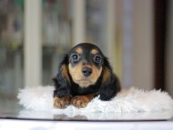 Miniature_Dachshund_3451 Miniature_Dachshund_3451
