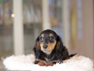 Miniature_Dachshund_3475 Miniature_Dachshund_3475