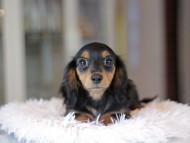 Miniature_Dachshund_3491 Miniature_Dachshund_3491