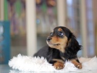 Miniature_Dachshund_3514 Miniature_Dachshund_3514