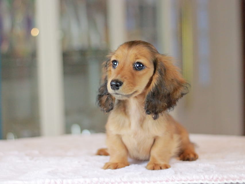 ミニチュアダックスフンド ポポ&ジェットの子犬 シェーデットレッド 女の子（1）