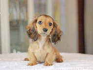 Miniature_Dachshund_3552