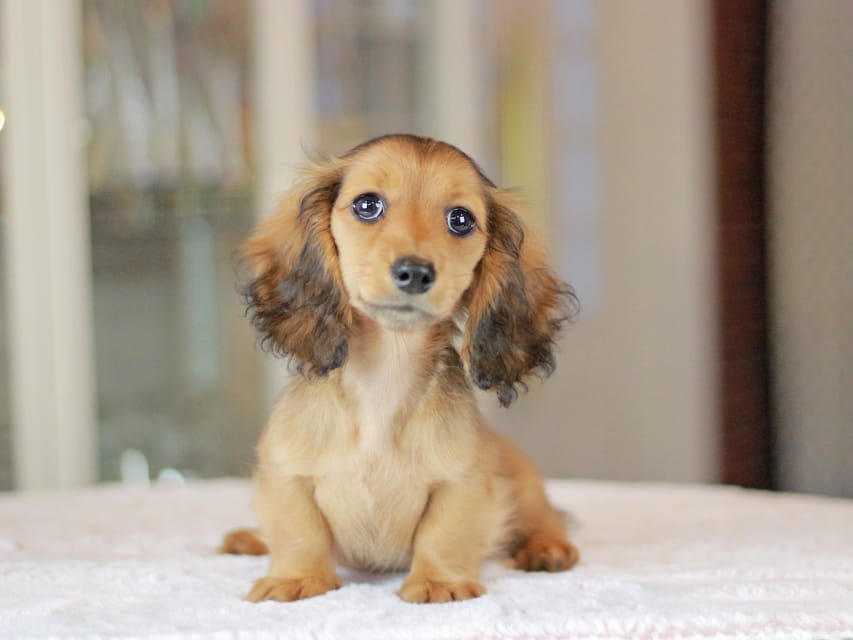 ミニチュアダックスフンド ポポ&ジェットの子犬 シェーデットレッド 女の子（1）