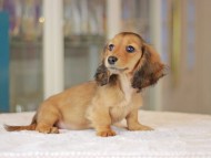 Miniature_Dachshund_3570 Miniature_Dachshund_3570