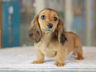 Miniature_Dachshund_3578 Miniature_Dachshund_3578