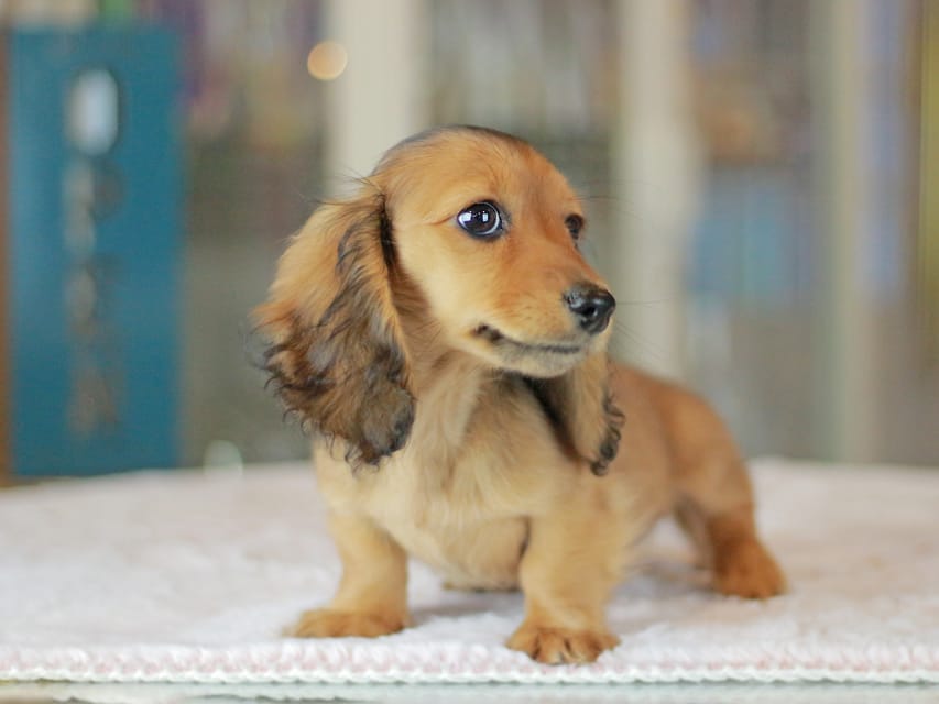 ミニチュアダックスフンド ポポ&ジェットの子犬 シェーデットレッド 女の子（1）