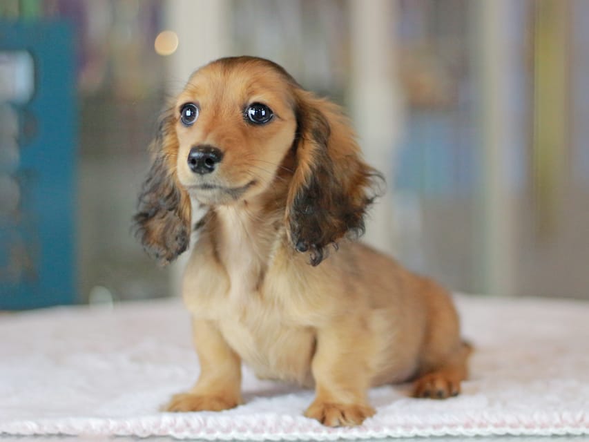 ミニチュアダックスフンド ポポ&ジェットの子犬 シェーデットレッド 女の子（1）