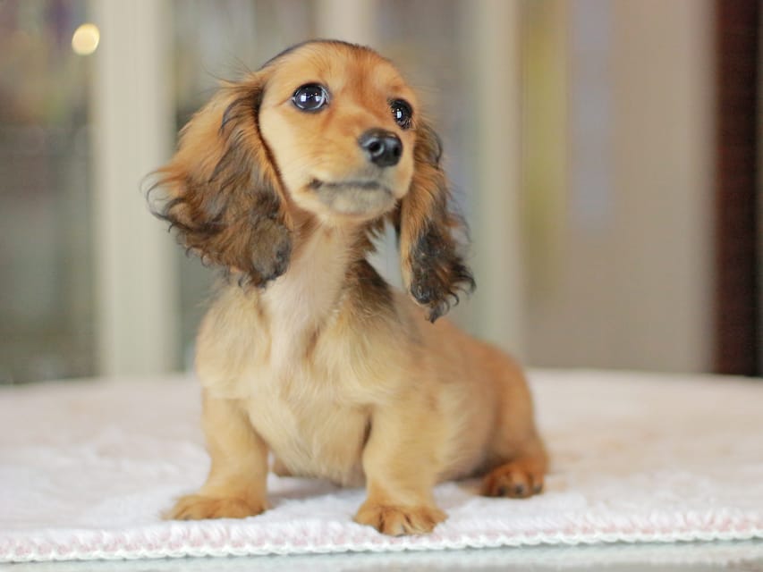 ミニチュアダックスフンド ポポ&ジェットの子犬 シェーデットレッド 女の子（1）