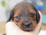 Miniature_Dachshund_3594