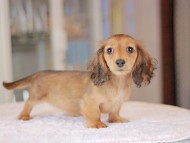 Miniature_Dachshund_3599 Miniature_Dachshund_3599