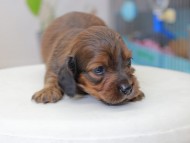 Miniature_Dachshund_3602