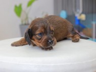 Miniature_Dachshund_3604