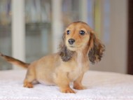 Miniature_Dachshund_3607 Miniature_Dachshund_3607