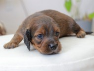 Miniature_Dachshund_3607