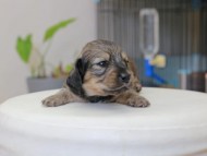 Miniature_Dachshund_3610