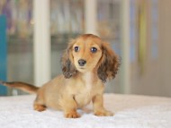 Miniature_Dachshund_3614 Miniature_Dachshund_3614