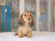 Miniature_Dachshund_3620 Miniature_Dachshund_3620