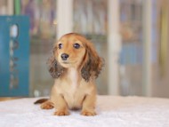 Miniature_Dachshund_3624