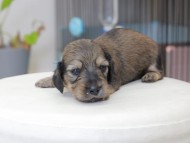 Miniature_Dachshund_3635 Miniature_Dachshund_3635