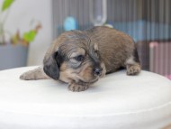 Miniature_Dachshund_3638