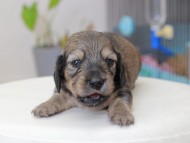 Miniature_Dachshund_3645