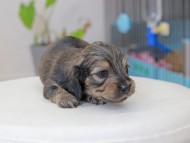 Miniature_Dachshund_3653