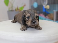 Miniature_Dachshund_3663 Miniature_Dachshund_3663