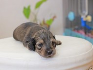 Miniature_Dachshund_3681 Miniature_Dachshund_3681