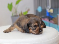 Miniature_Dachshund_3689