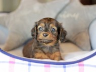 Miniature_Dachshund_3691