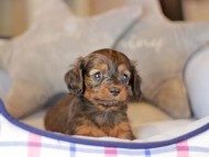 Miniature_Dachshund_3692