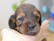 Miniature_Dachshund_3702