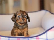 Miniature_Dachshund_3707