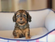 Miniature_Dachshund_3709 Miniature_Dachshund_3709