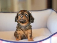 Miniature_Dachshund_3710 Miniature_Dachshund_3710