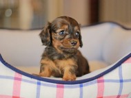 Miniature_Dachshund_3712 Miniature_Dachshund_3712