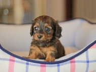 Miniature_Dachshund_3713 Miniature_Dachshund_3713