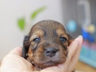 Miniature_Dachshund_3719