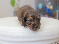 Miniature_Dachshund_3720